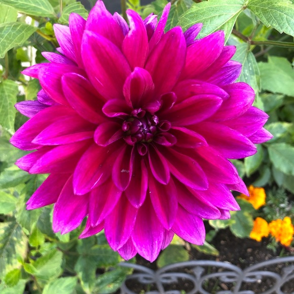 Meet your Posher, Shawna - Picture 1 of 1